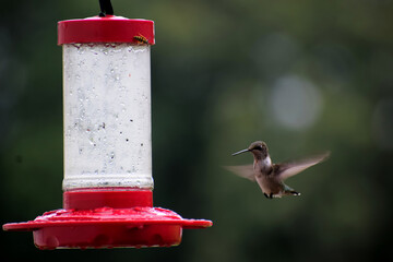 hummingbird feeding on feeder