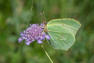 Closeup view of female gonepteryx rhamni aka common brimstone butterfly on scabiosa cinerea flower in the wild, southern France