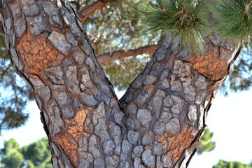 rough Texture show Old Tree Bark detail and a Natural Forest Growth