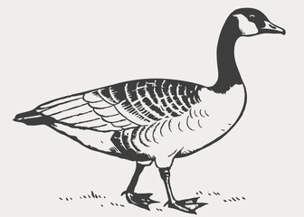 Vector illustration of canada goose © MdFiroza