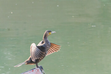 Cormorant bird perched on a surface, spreading its wings to dry against a scenic water backdrop on a sunny day