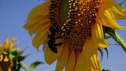 Close-up video shot of a bee on a sunflower against a clear blue sky, capturing nature's detail from a low angle for an immersive view.