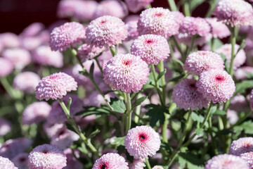 Beautiful blooming Pompon chrysanthemums.