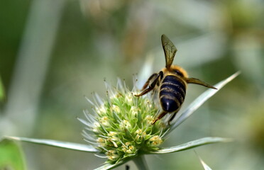 Biene auf einer Feld-Mannstreu-Blüte