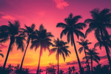 Palm trees silhouette at tropical summer sunset