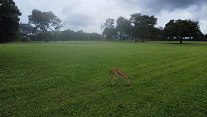 Solitary Impala Grazing Peacefully on Green Field under a Cloudy Sky in Kandy, Sri Lanka