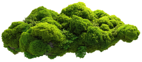 Lush, vibrant moss clump