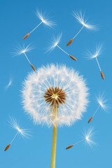 White fluffy dandelion with seeds flying in the clear blue sky. Close-up macro shot capturing motion, freshness and lightness. Ideal for concepts of freedom, nature, dreams, or change.