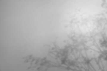 Shadows of flowers on white background. Black and white toning