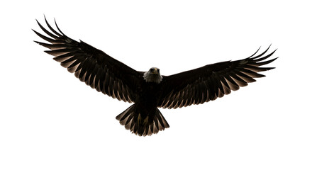 Obraz premium eagle on white background