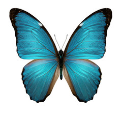 Fototapeta premium Beautiful teal butterfly with open wings isolated on transparent background