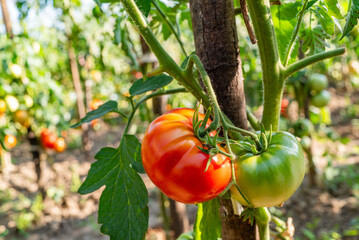 Ripe and unripe tomatoes growing on a vine in a vibrant garden during late summer