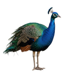 Beautiful peacock with vibrant plumage standing tall isolated on transparent background