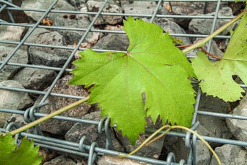 Gabione mit Weinranke