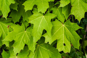 Grüne Ahornblätter