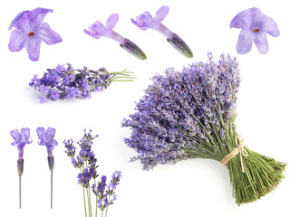 Lavender isolated on white, set. Fragrant flowers