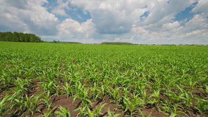 Fototapeta premium A beautiful and vibrant cornfield landscape sprawling under a clear blue sky above