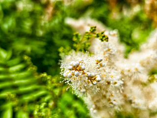 Delicate white flowers blooming amid lush green ferns in a vibrant garden setting during spring season