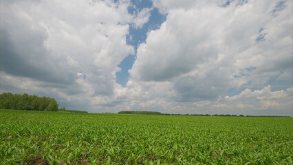 A Beautiful, Lush Green Field Sprawling Beneath A Scenic Cloudy Sky That Inspires Peace