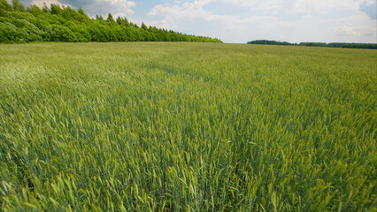 Obraz premium A Lush and Green Wheat Field Sprawling Under a Bright Blue Sky Filled with Light