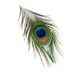 Naklejka premium Detailed peacock feather with vibrant colors isolated on transparent background