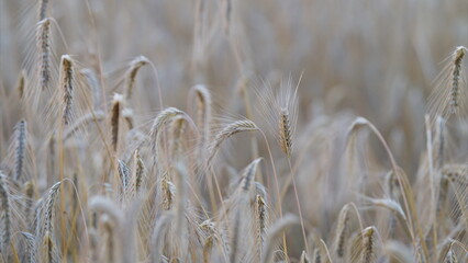 The Golden Fields of Grain Are Adorned with Dew Drops, Reflecting the Beautiful Morning Light