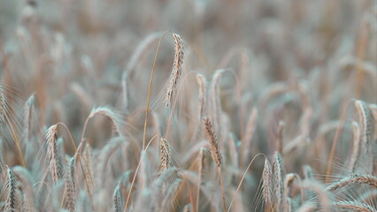 Soft, golden grass gracefully waves in natural light, creating a beautiful, serene scene