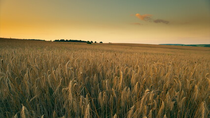 A Serene Golden Field Sprawling Under the Beautiful Twilight Sky, with Nature all Around