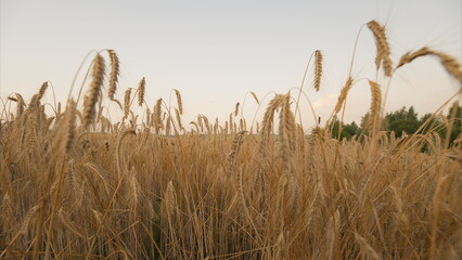 Golden Wheat Field at Dusk, surrounded by a tranquil landscape filled with natures beauty