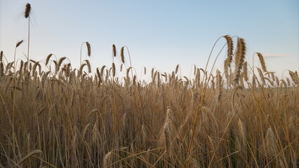 The Golden Wheat Fields at Dusk create a stunning view showcasing natures beauty