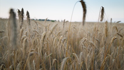 Vast Expansive Golden Wheat Fields Gracefully Bathed in Soft and Warm Evening Light