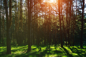 Obraz premium Sunlight illuminating green grass and tree trunks in a forest, creating natural reflections and shadows. A beautiful spring or summer woodland scene. Vintage film aesthetic.