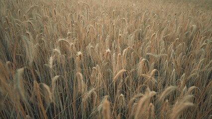 A Beautiful Golden Field of Grasses Illuminated by the Soft Light at Dusk and Twilight