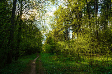 Obraz premium Forest path winding through green trees. Sunlit park landscape. Outdoor escape and natural scenery for relaxation.