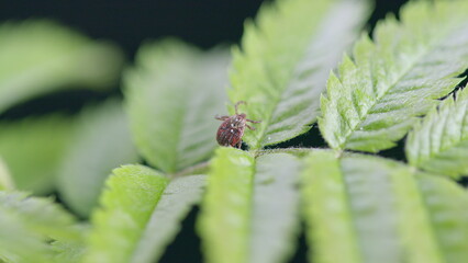A CloseUp View of Green Leaves Featuring Intricate Tick Insect Details Amidst Natures Beauty