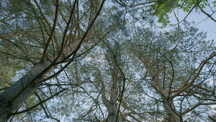 Gazing upward at the majestic trees within a vibrant and lush canopy overhead is inspiring
