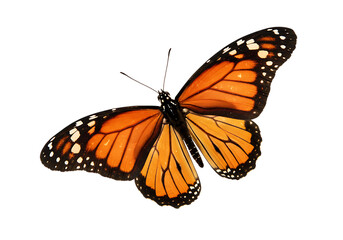 Butterfly flying isolated on white or transparent background. PNG