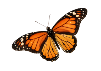 Butterfly flying isolated on white or transparent background. PNG