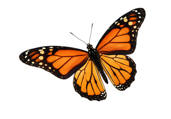 Butterfly flying isolated on white or transparent background. PNG