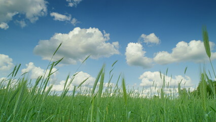 A Serene and Beautiful Green Field Situated Under a Bright Blue Sky with Fluffy Clouds