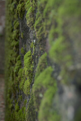 Musgo verde en una pared . Vista lateral. Macro