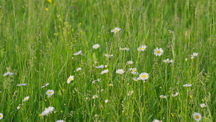 A Vibrant and Colorful Wildflower Field Flourishes in the Gorgeous and Charming Season of Springtime