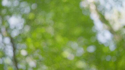 Blurred Green Leaves in a Natural Environment Found in a Tranquil Outdoor Setting