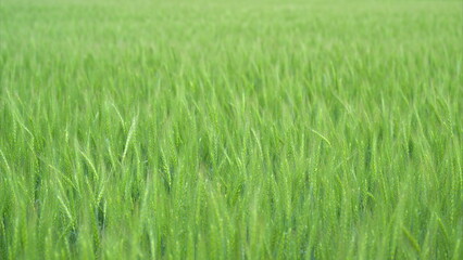 A Beautiful and Vibrant Green Field That Is Fully Ready for a Wonderful Harvest This Season