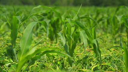 Fototapeta premium A Vibrant Green Cornfield is Growing Strong and Thriving, Showcasing Natures Beauty and Vitality