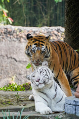 A powerful Sumatran tiger stands in its enclosure, looking directly at the camera with a slightly open mouth.