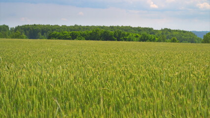 A Beautiful Lush Green Wheat Field Found Beneath a Bright and Clear Blue Sky Above