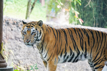A powerful Sumatran tiger stands in its enclosure, looking directly at the camera with a slightly open mouth.