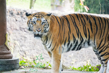Obraz premium A powerful Sumatran tiger stands in its enclosure, looking directly at the camera with a slightly open mouth.