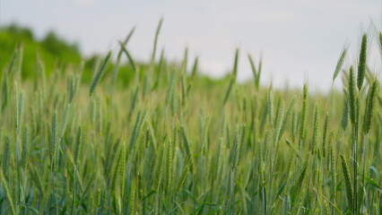 A Beautiful, Lush Green Wheat Field Set Against a Bright and Clear Blue Sky Above